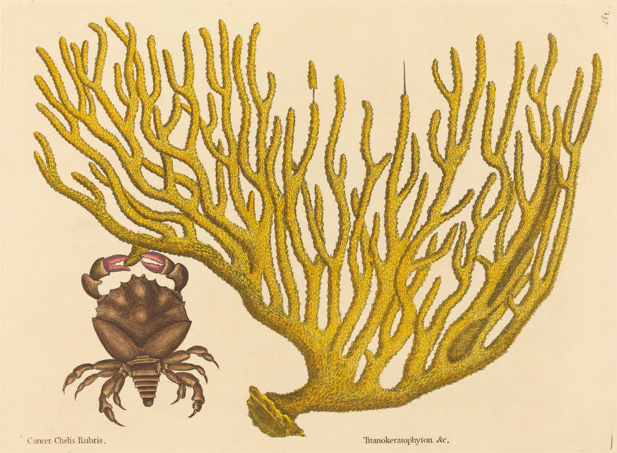 The Red Clawed Crab Cancer erythropus, publisert 1731-1743. av Mark Catesby