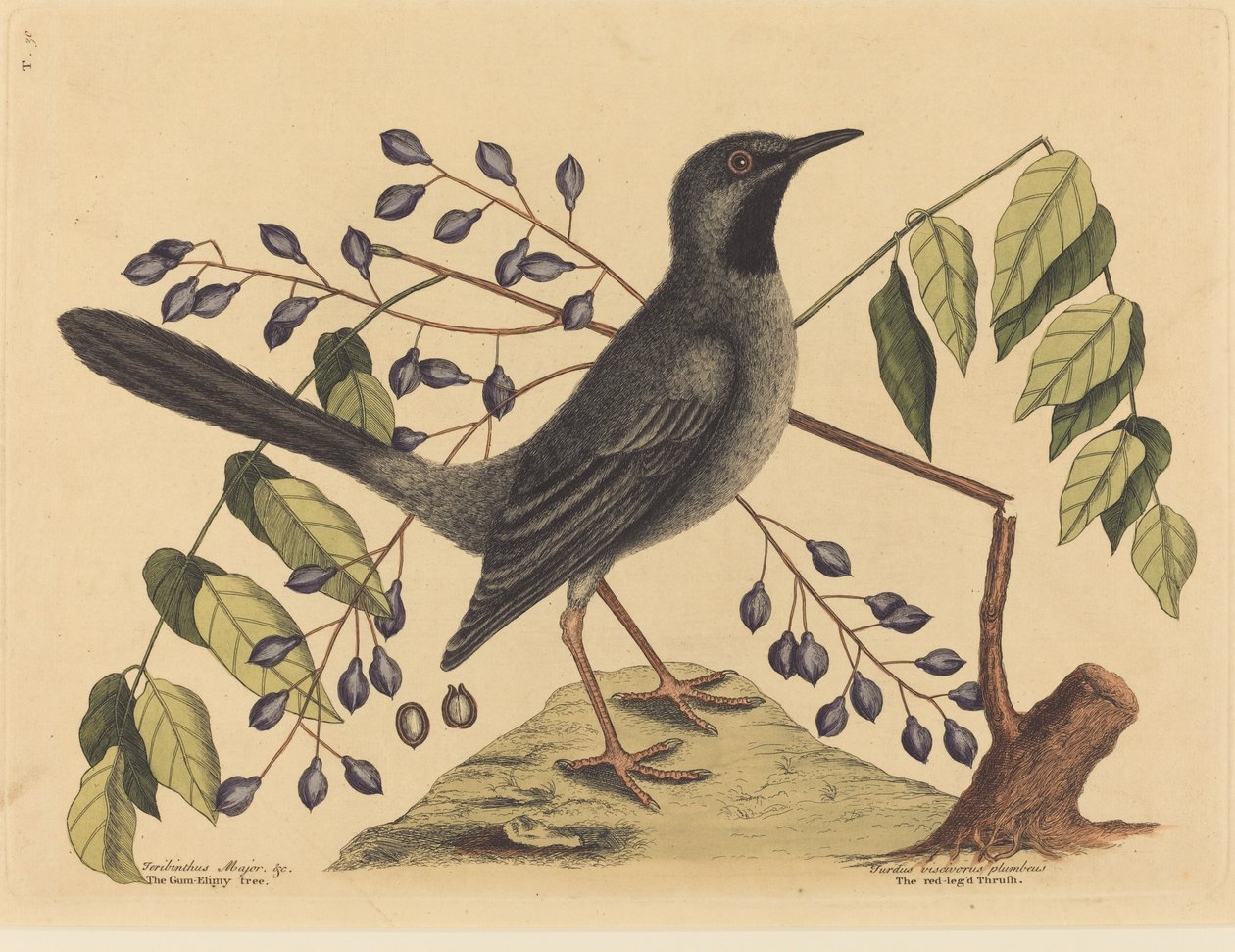 Rødbentrosten Turdus plumbeus, utgitt 1731-1743. av Mark Catesby