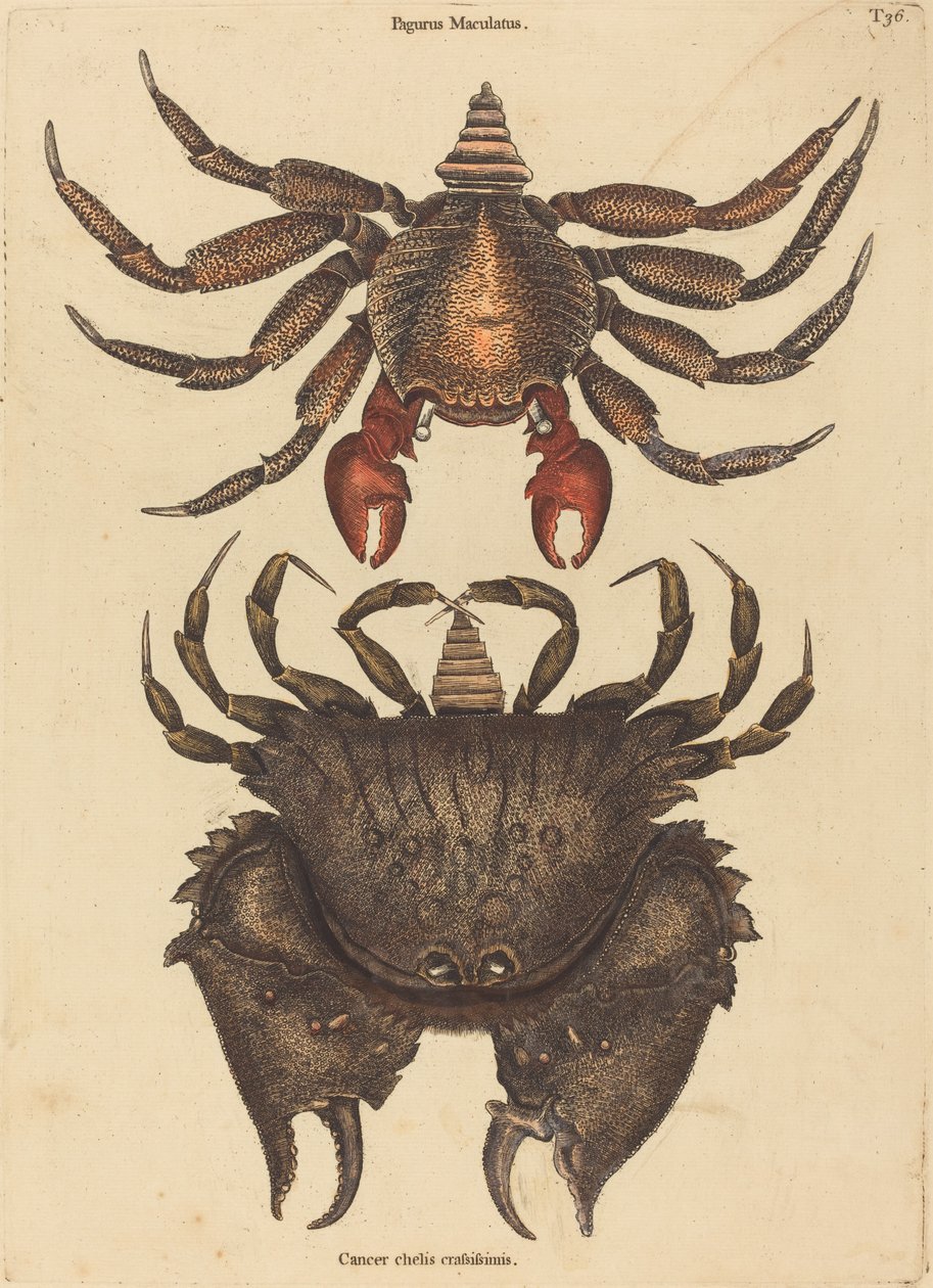 Den rødflekkede steinkrabbe (Cancer grapsus) av Mark Catesby