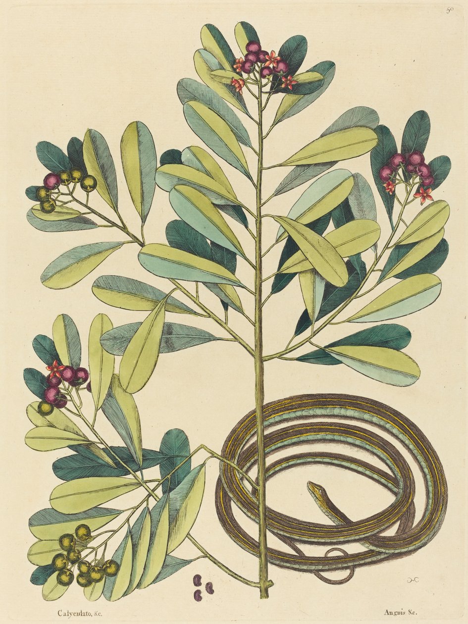 The Ribbon Snake (Coluber saurita) av Mark Catesby