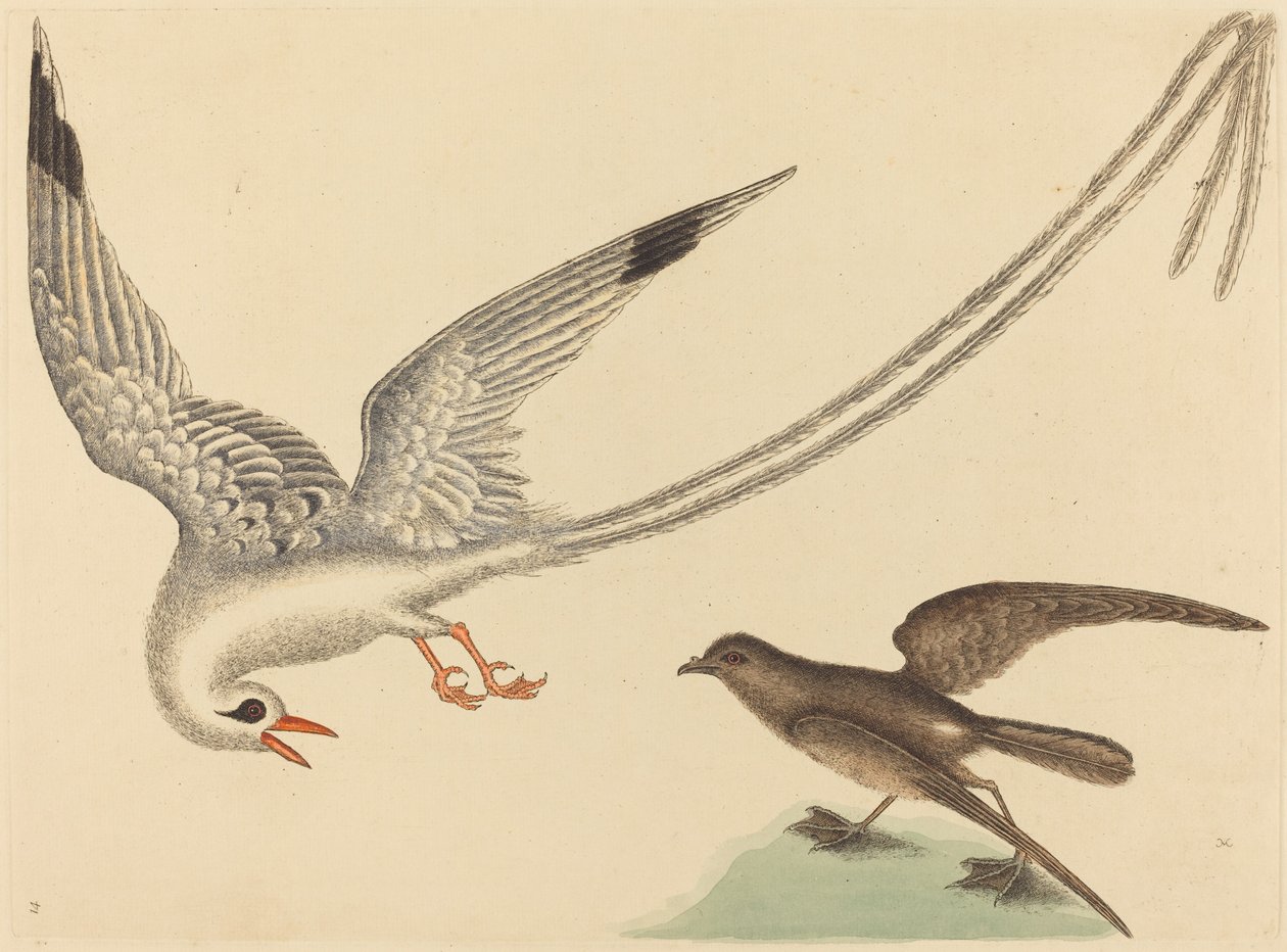 Risfuglen Emberiza oryzivora, utgitt 1731-1743. av Mark Catesby