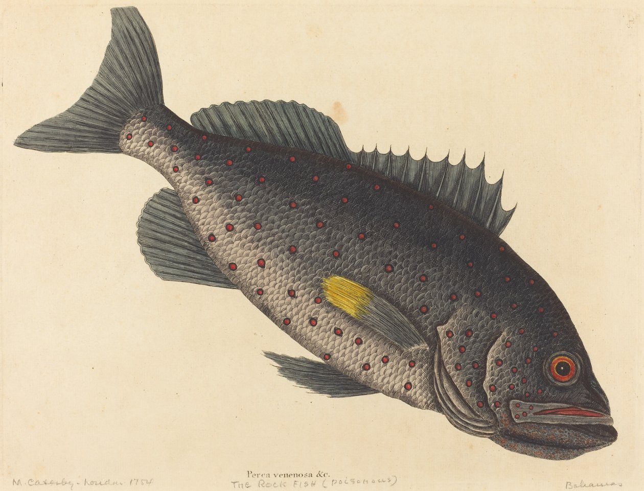Steinfisken (giftabbor) av Mark Catesby