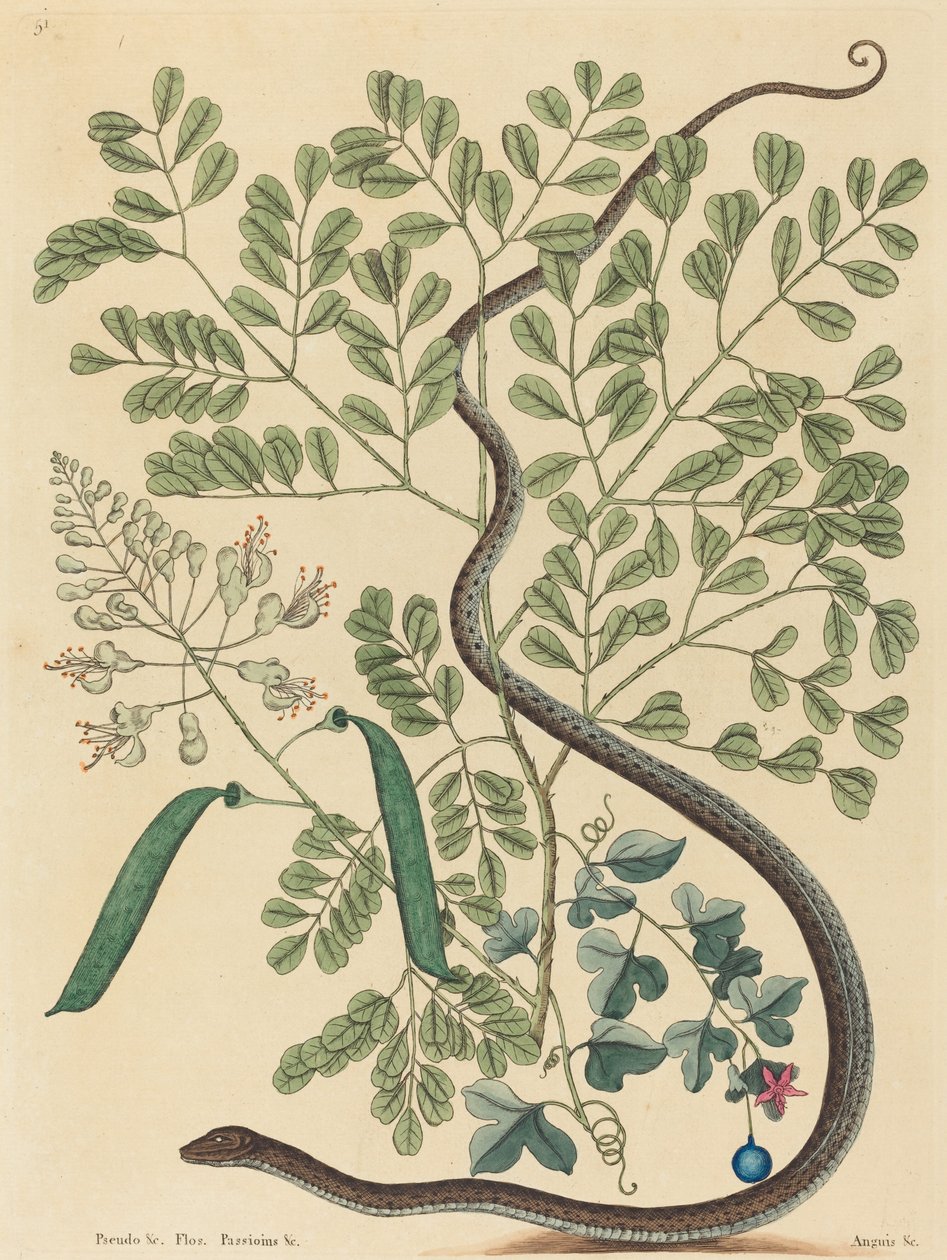 The Spotted Ribbon Snake Coluber nebulosus, publisert 1731-1743. av Mark Catesby