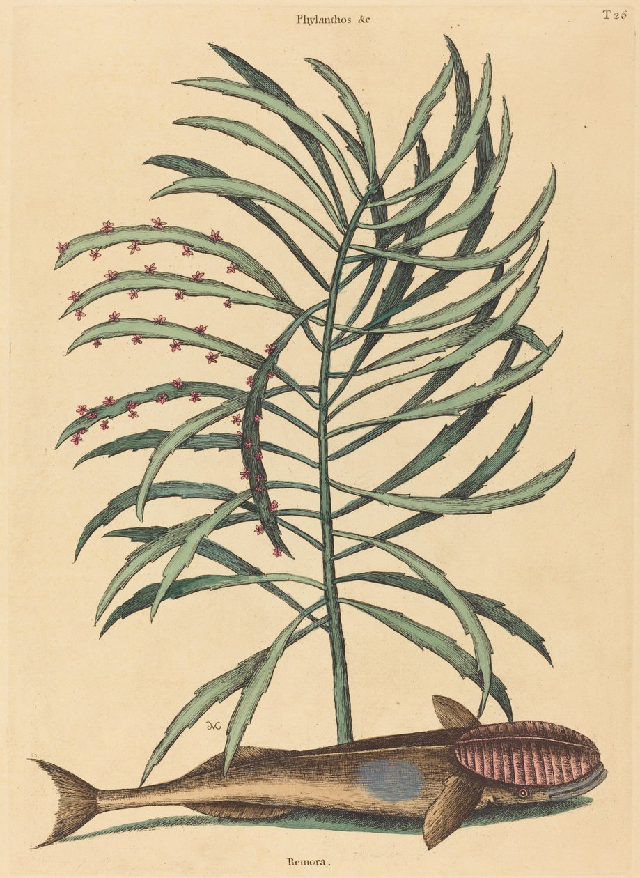 Den sugende fisken (Echeneis Naucratis) av Mark Catesby