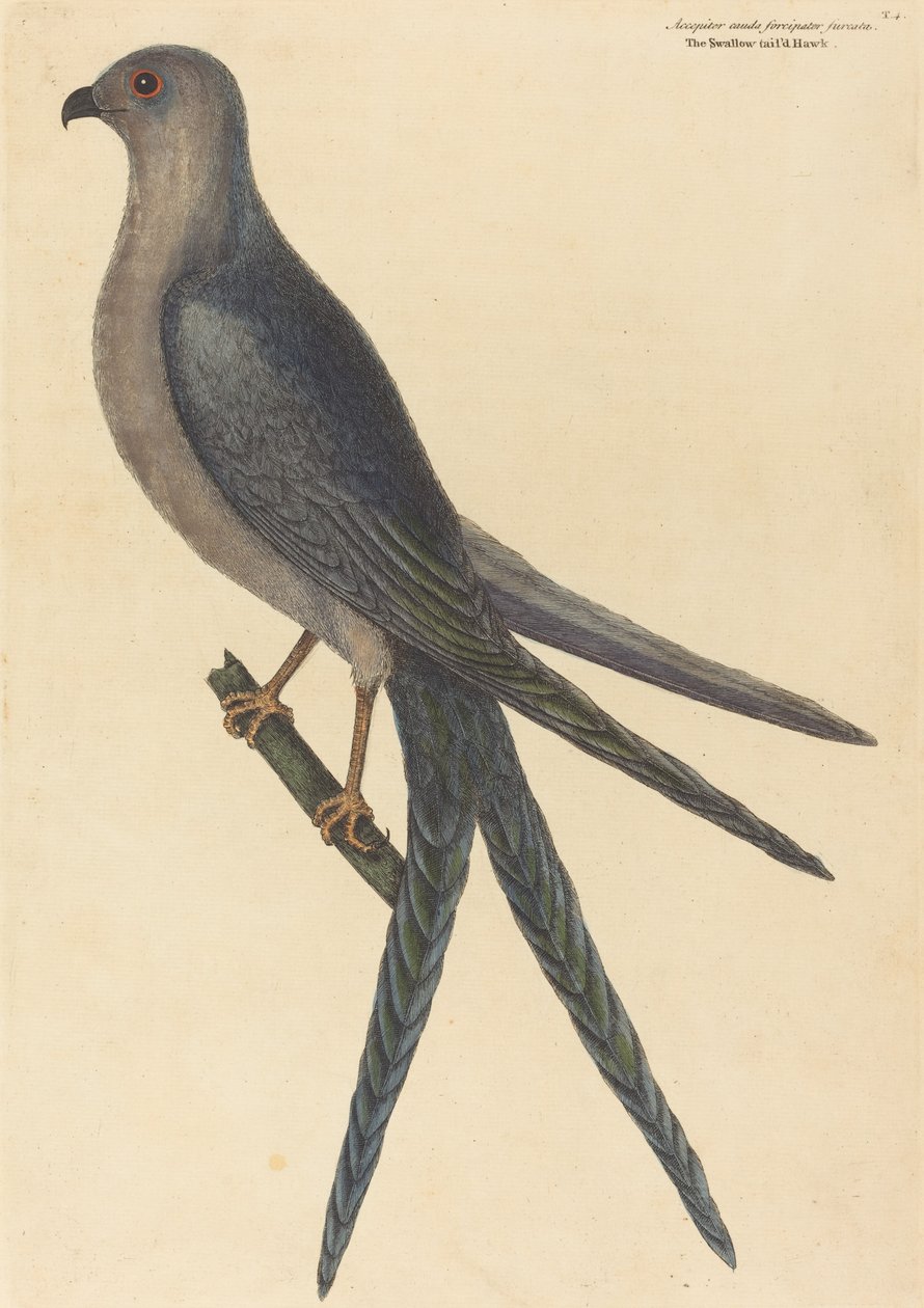 The Swallow Tail Hawk Falco furcatus, utgitt 1754. av Mark Catesby