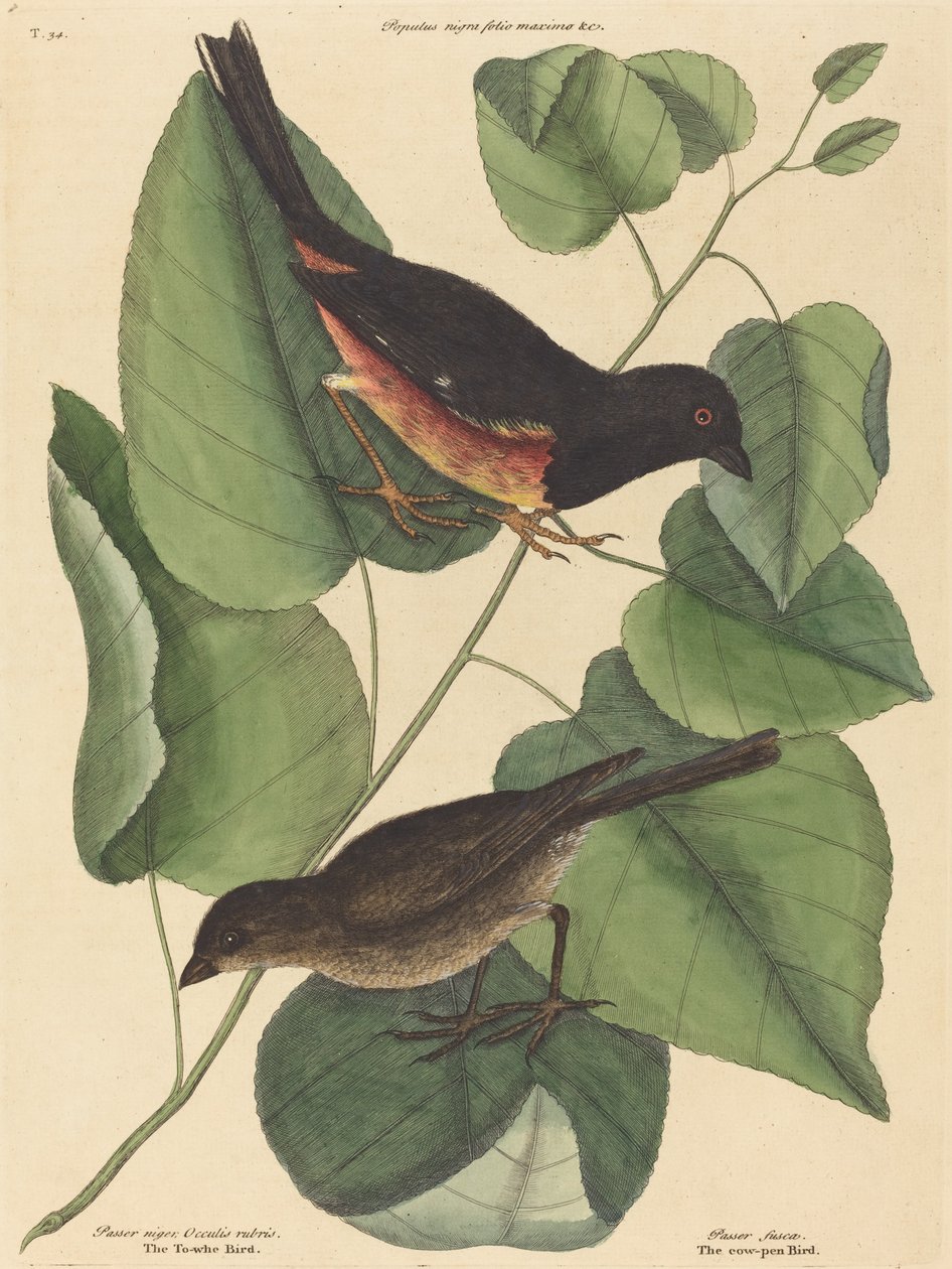 The Towhe Bird Fringilla erythrophthalma, utgitt 1754. av Mark Catesby