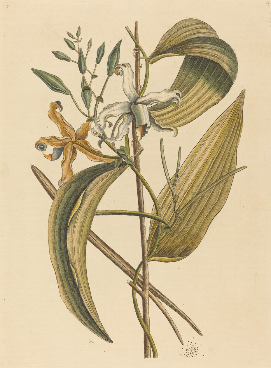 Vanelloe Epidendrum Vanilla, utgitt 1731-1743. av Mark Catesby