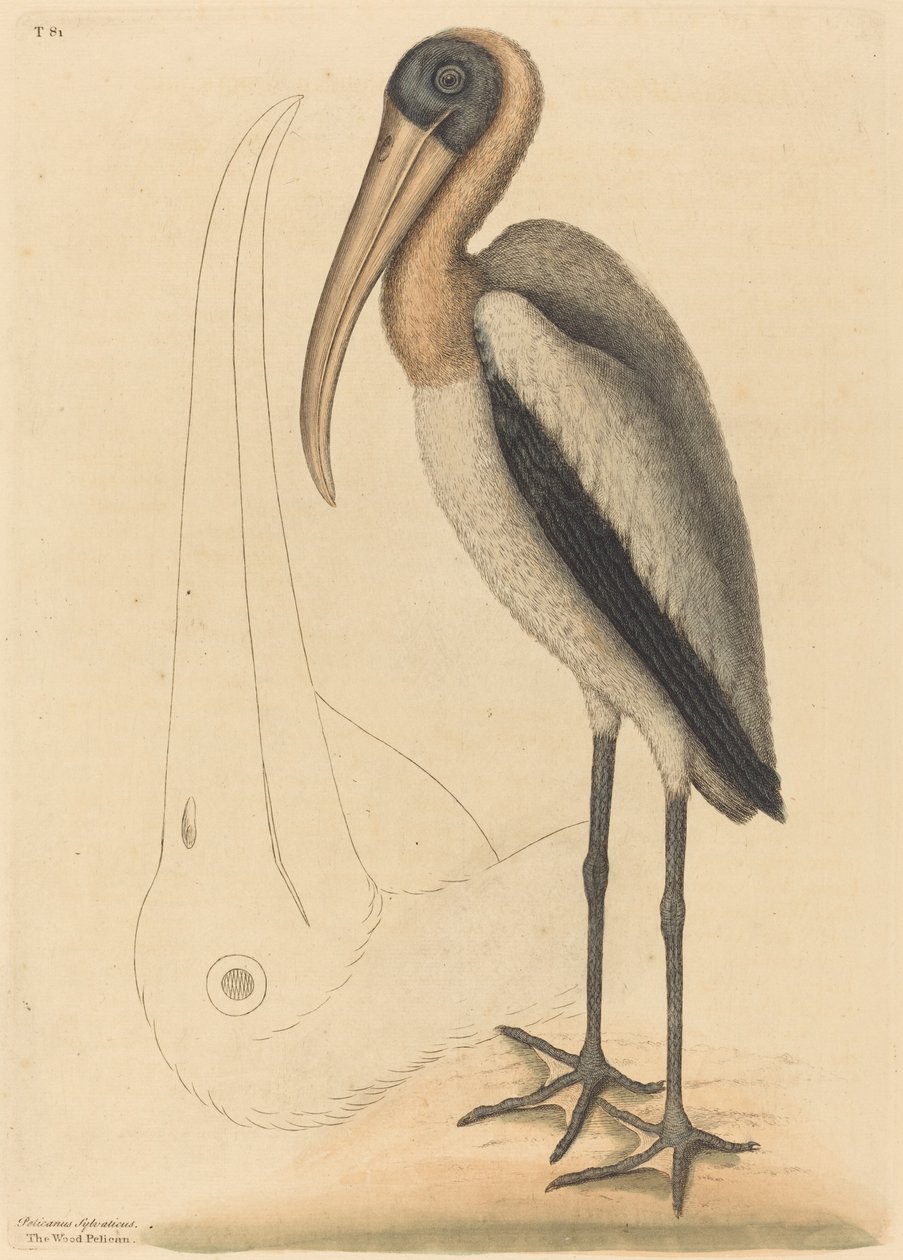 The Wood Pelican Tantalus Loculator, utgitt 1731-1743. av Mark Catesby