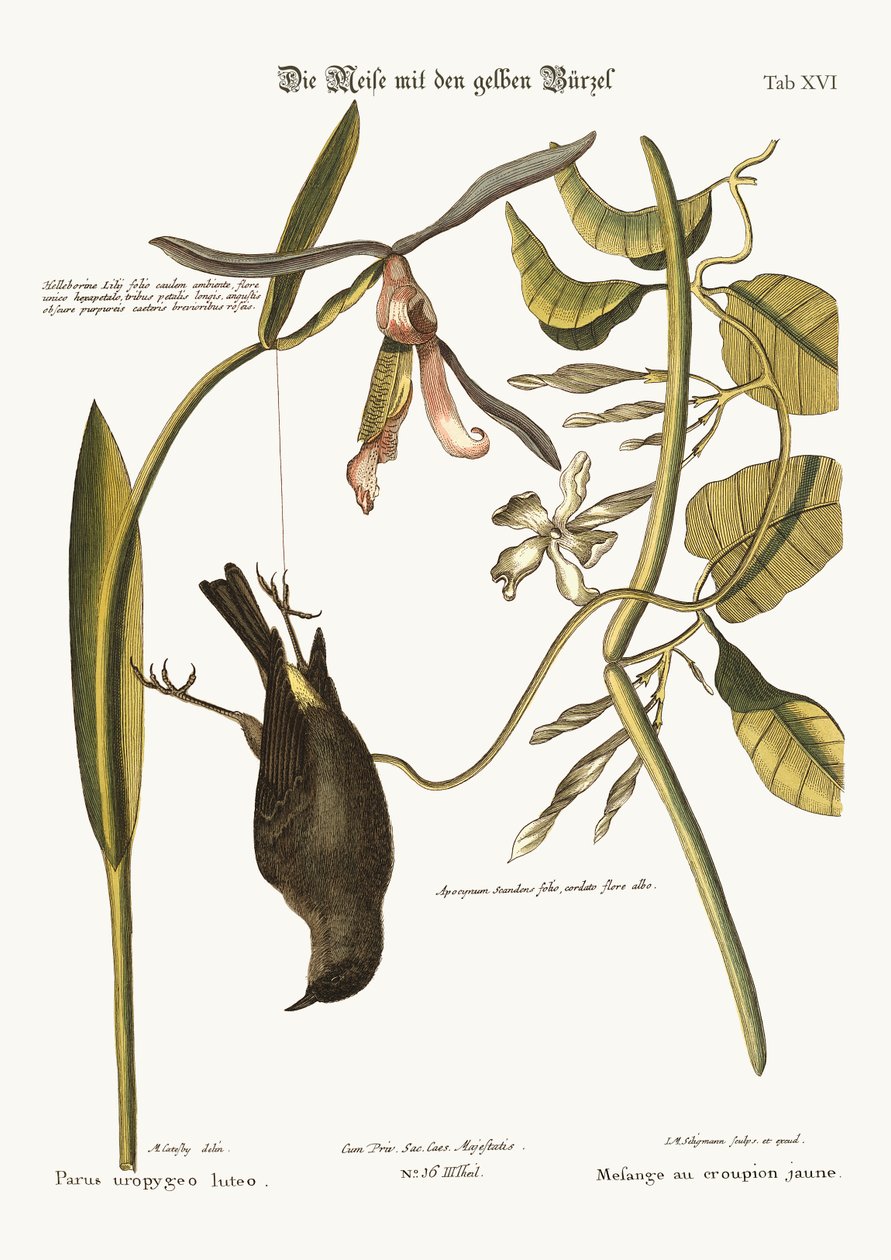 The Yellow-Rump, 1749-73 av Mark Catesby