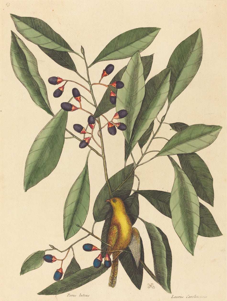Den gule meisen Motacilla trochilus, utgitt 1754. av Mark Catesby