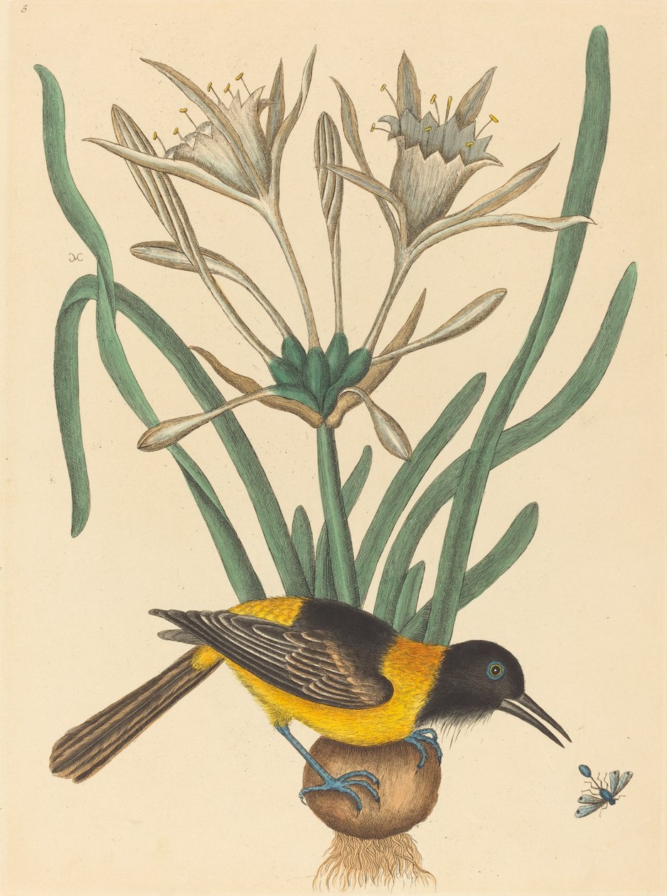 The Yellow and Black Pye Oriolus Icterus, utgitt 1731-1743. av Mark Catesby