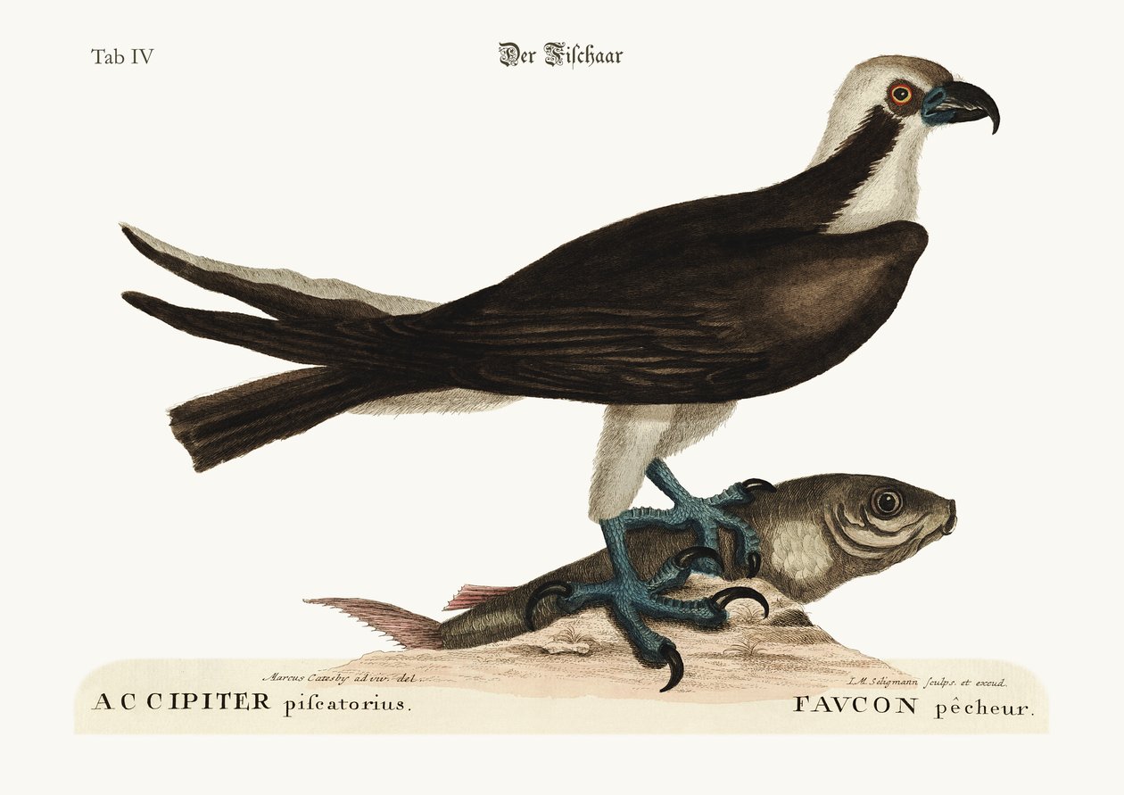 Fiskehøken, 1749-73 av Mark Catesby