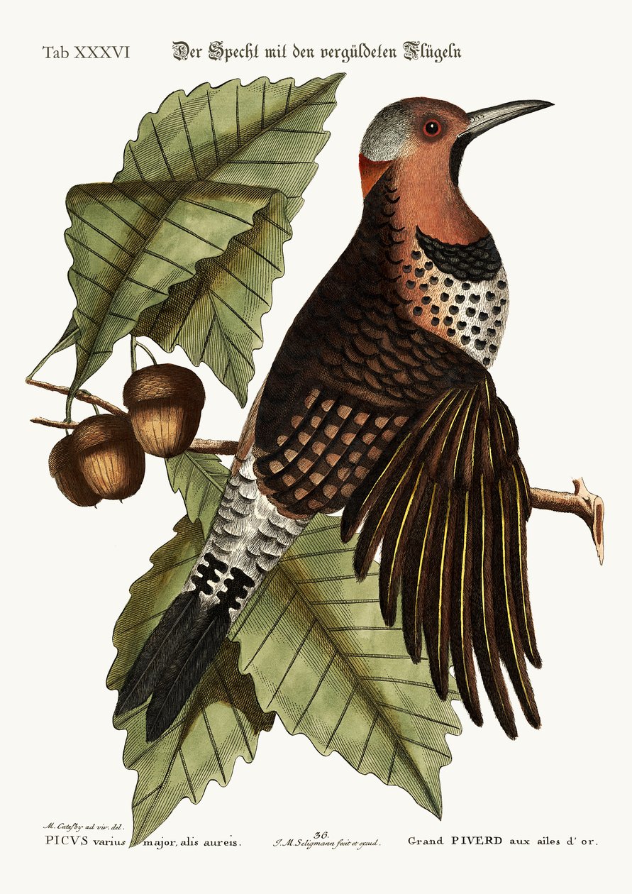 Den gullvingede hakkespetten, 1749-73 av Mark Catesby