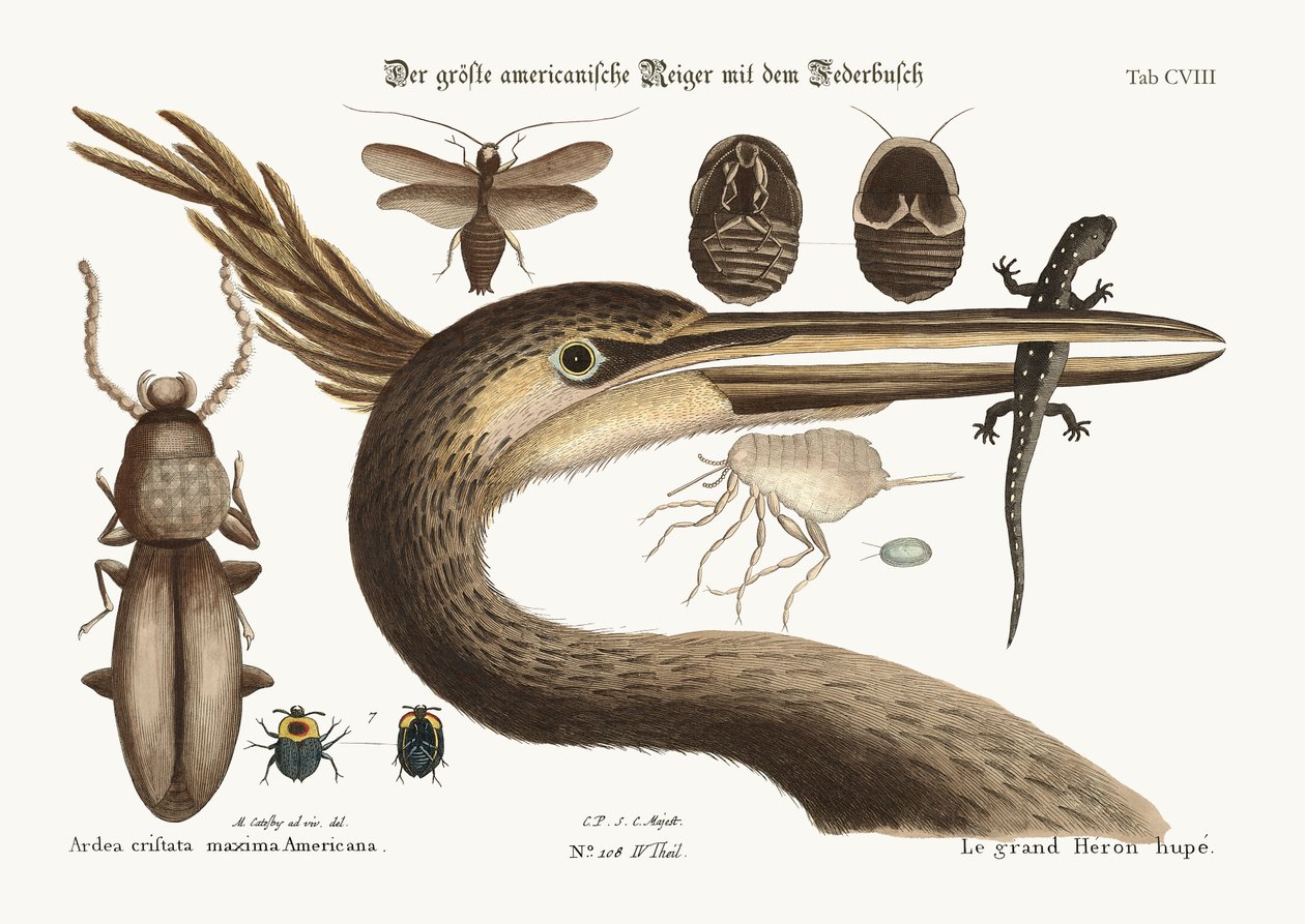 Den største hegre, 1749-73 av Mark Catesby