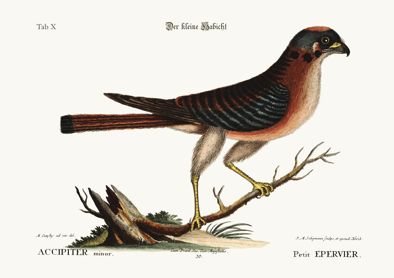 Den lille hauken, 1749-73 av Mark Catesby