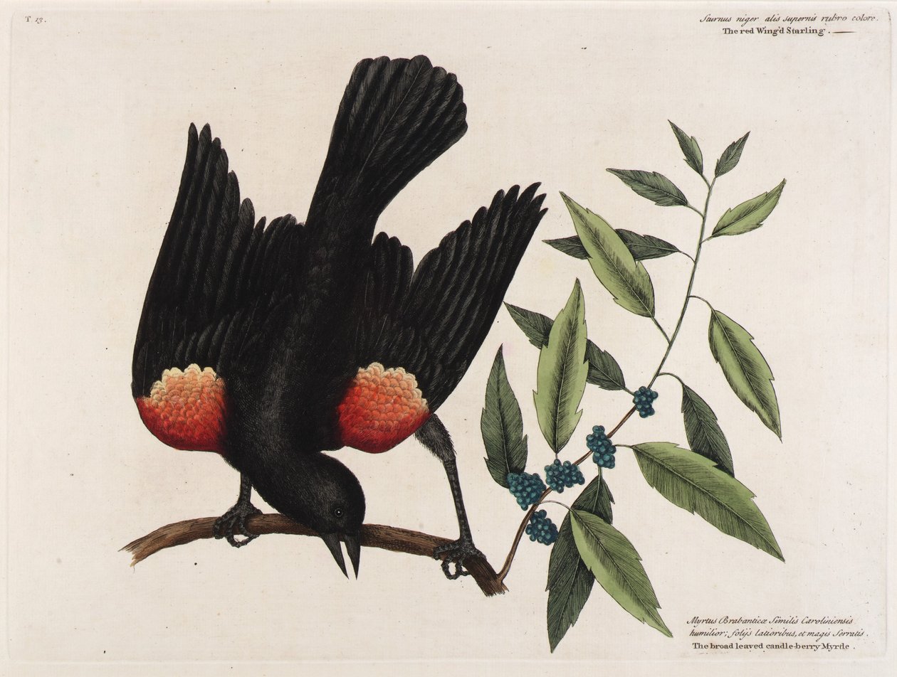 av Mark Catesby