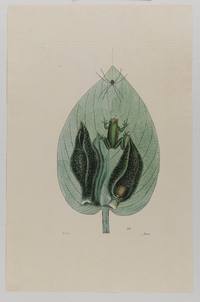  av Mark Catesby