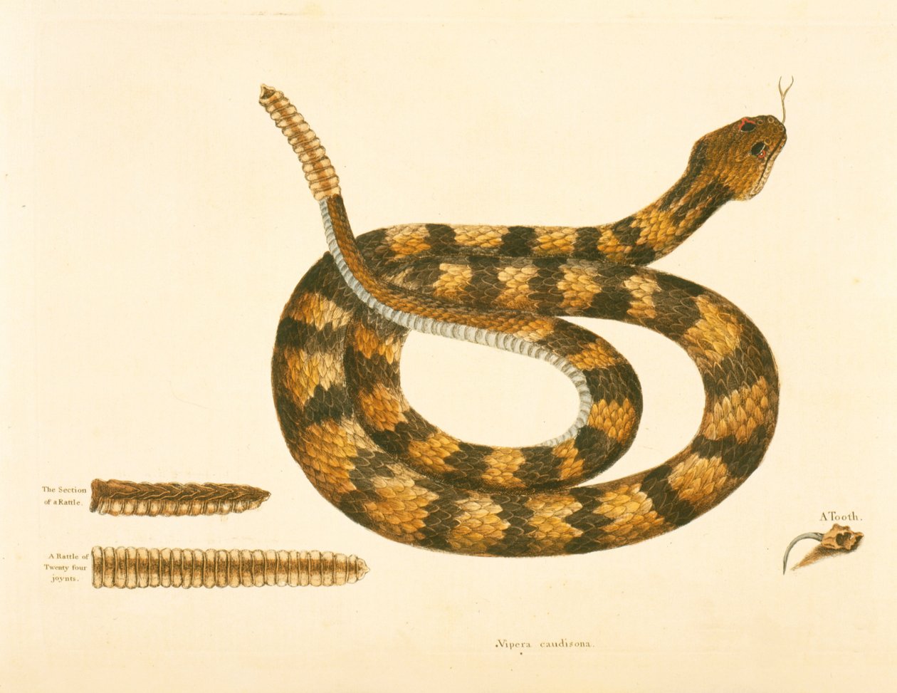 Viper Caudison Snake, Rattlesnake, plate 41, vol. 1, fra 