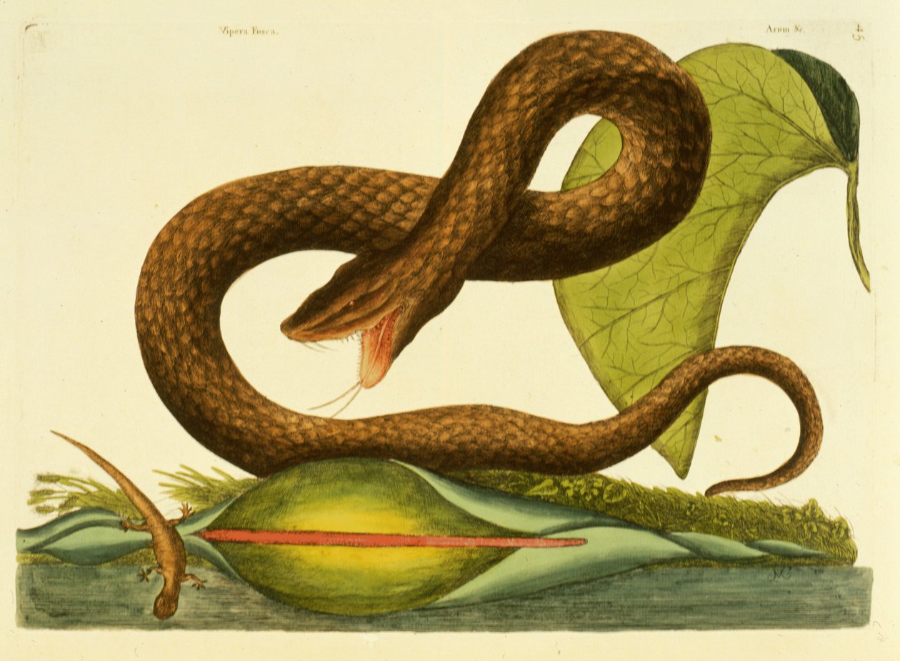 Viper Fusca, plate 45, vol. 1, fra "Natural History of Carolina, Florida og Bahamas" av Mark Catesby