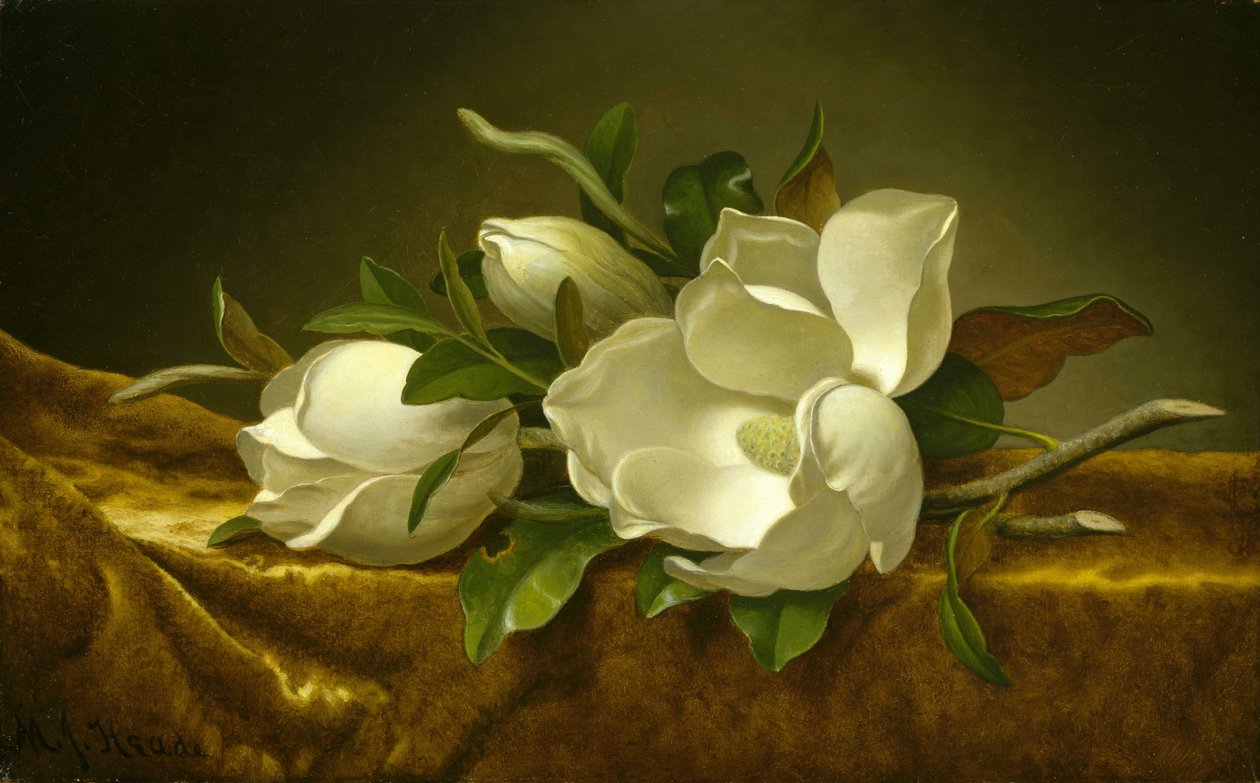Magnolias på Gold Velvet Cloth av Martin Johnson Heade