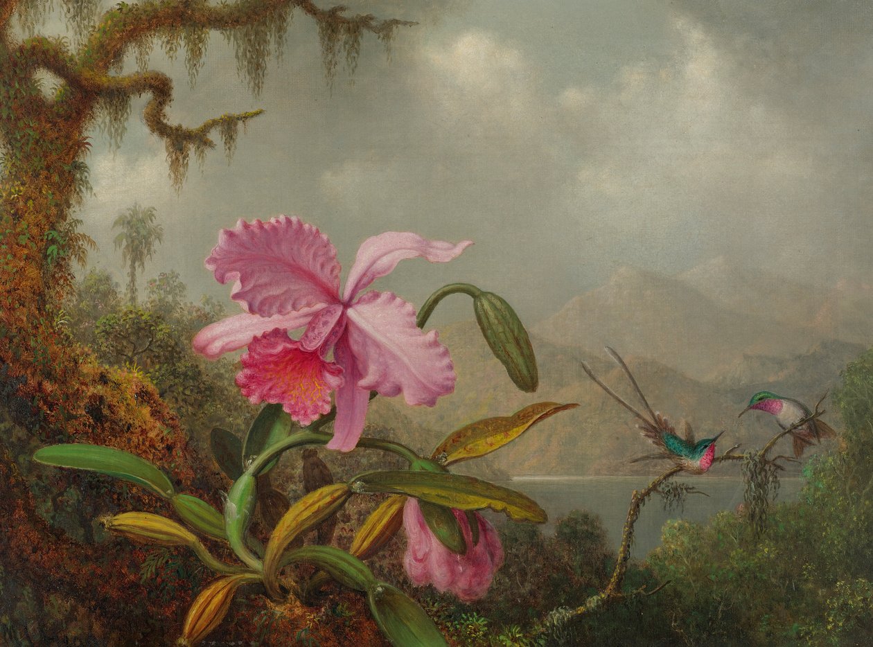 Orkideer og kolibrier av Martin Johnson Heade