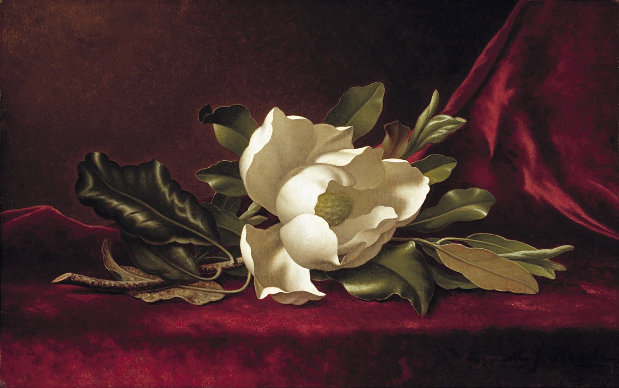 The Magnolia Blossom, 1888 av Martin Johnson Heade