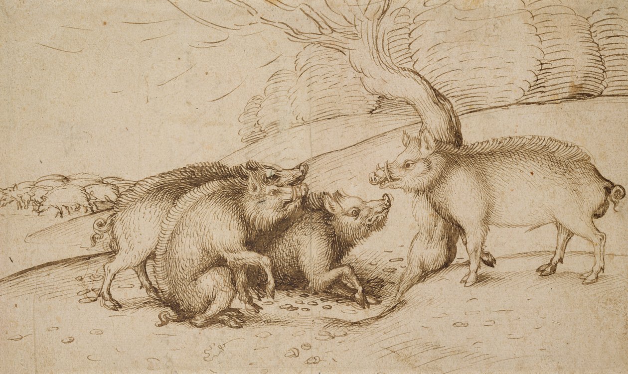 The Boar Family (penn og blekk på hvitt papir) av Martin Schongauer