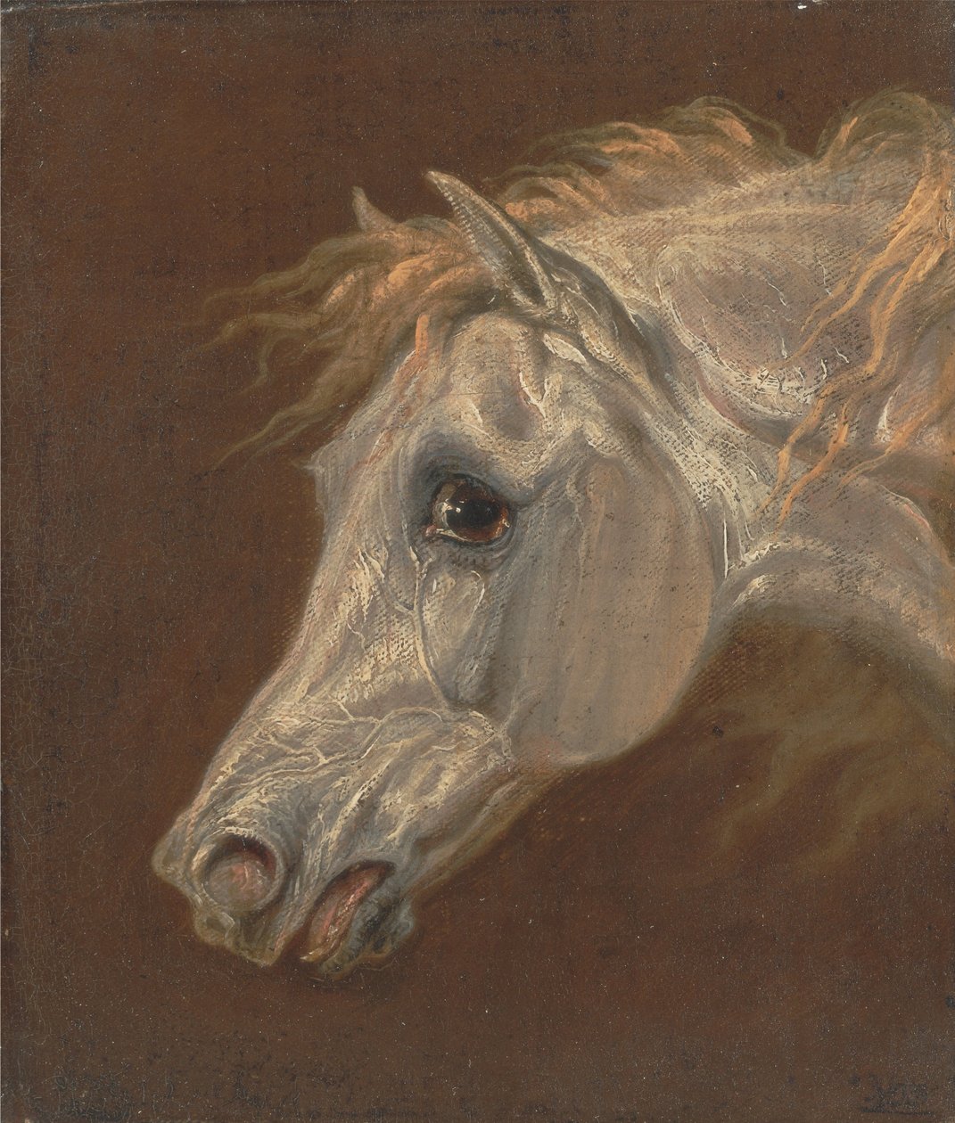 Hodet til en grå arabisk hest av Martin Theodore Ward