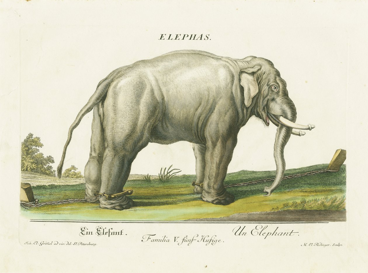 Asiatisk elefant i lenker av Martin Elias Ridinger