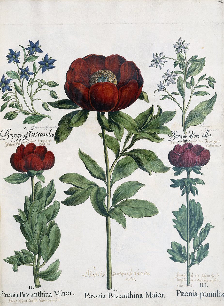 Tre typer peoner, 1613 av Martin I Mytens
