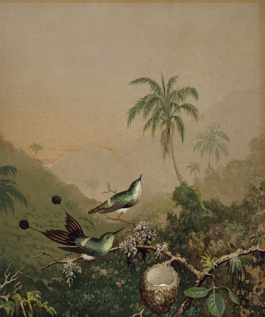 Brasilianske kolibrier II, ca. 1864-1865 (kromolitografi med håndpåført oljemaling på papir) av Martin Johnson Heade