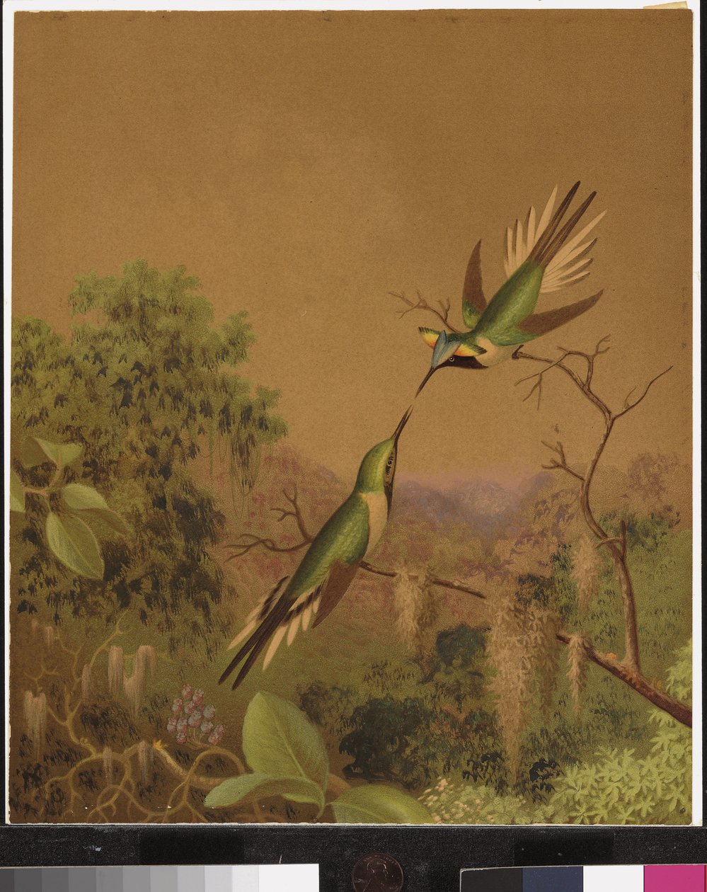 Brasilianske kolibrier IV av Martin Johnson Heade