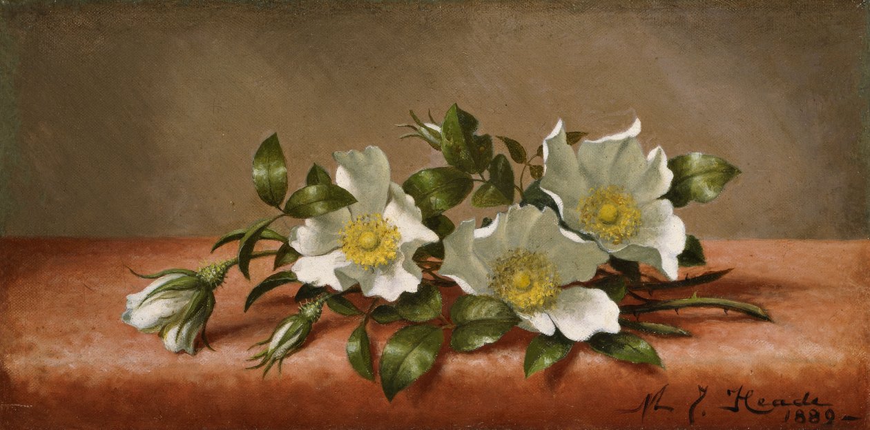 Cherokee roser av Martin Johnson Heade