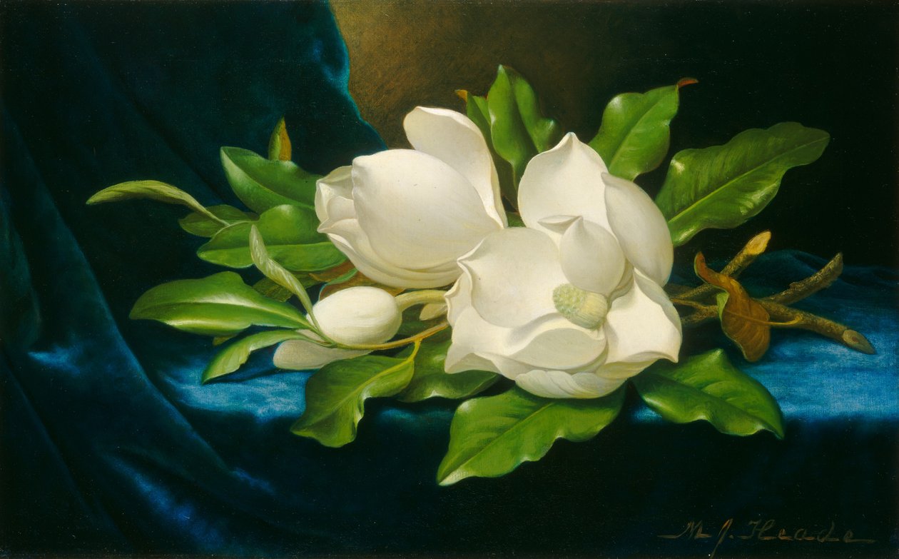 Kjempemagnolia på en blå fløyelsklut av Martin Johnson Heade
