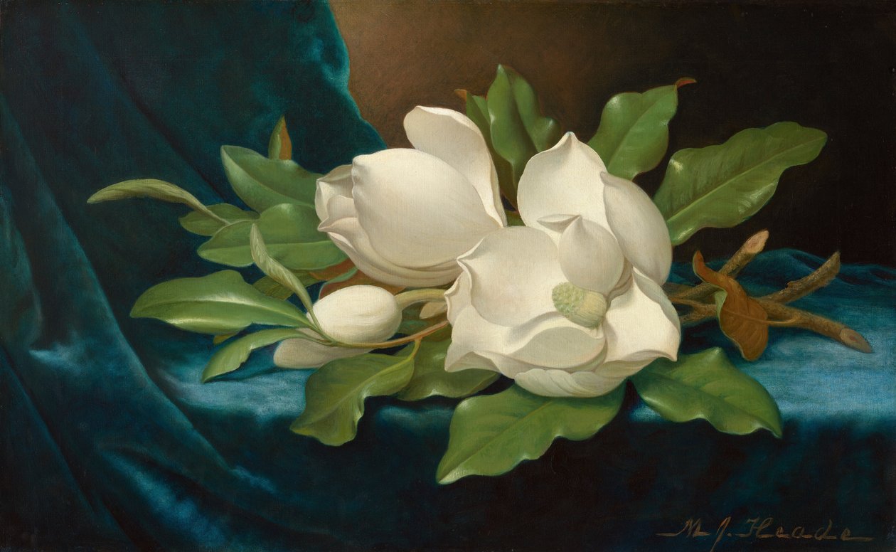 Kjempemagnoliaer på et blått fløyelsklede av Martin Johnson Heade