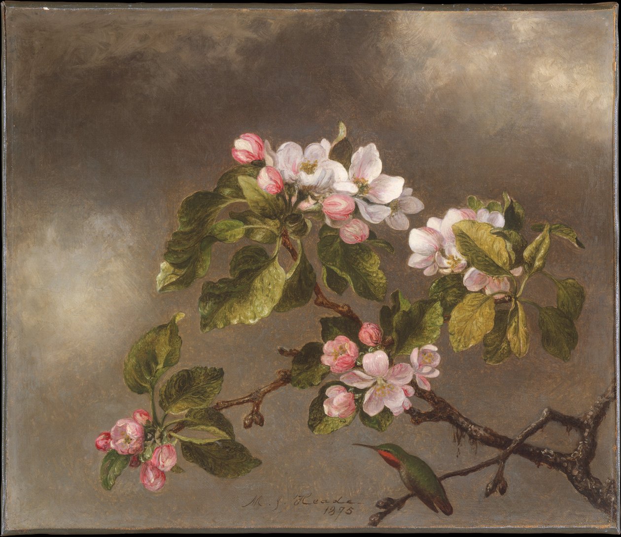 Kolibri og epleblomster av Martin Johnson Heade