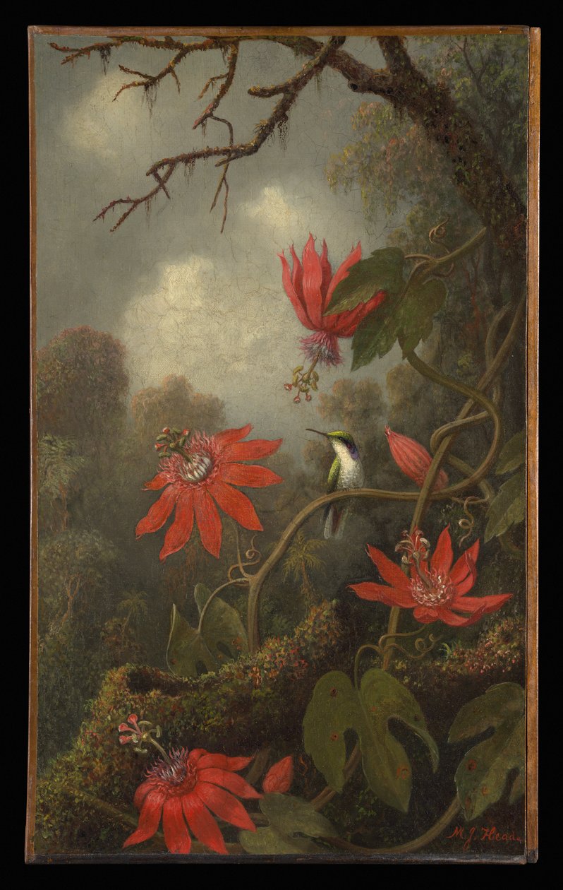 Kolibri og pasjonsblomster av Martin Johnson Heade