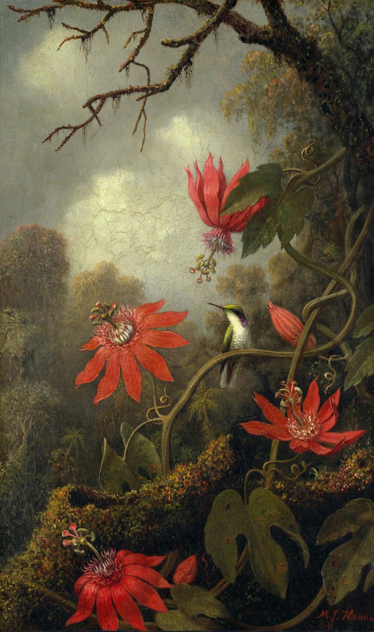 Kolibri og pasjonsblomster, ca. 1875-85. av Martin Johnson Heade