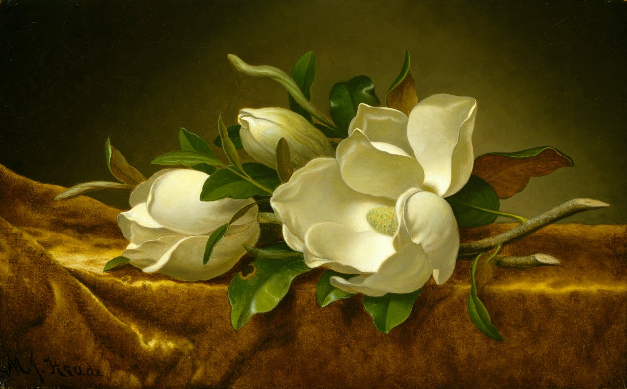 Magnolias on Gold Velvet Cloth, ca. 1888-90 (olje på lerret) av Martin Johnson Heade