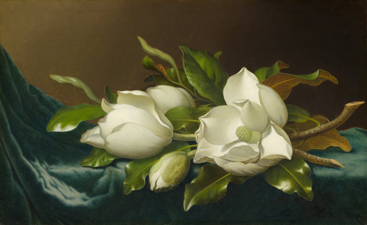 Magnolia på lyseblå fløyelsduk, 188595. av Martin Johnson Heade
