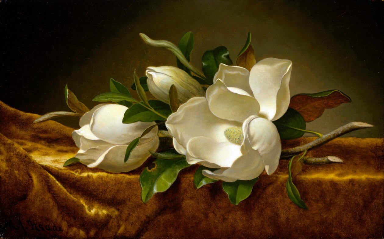 Magnolia på gullfløyellerret av Martin Johnson Heade