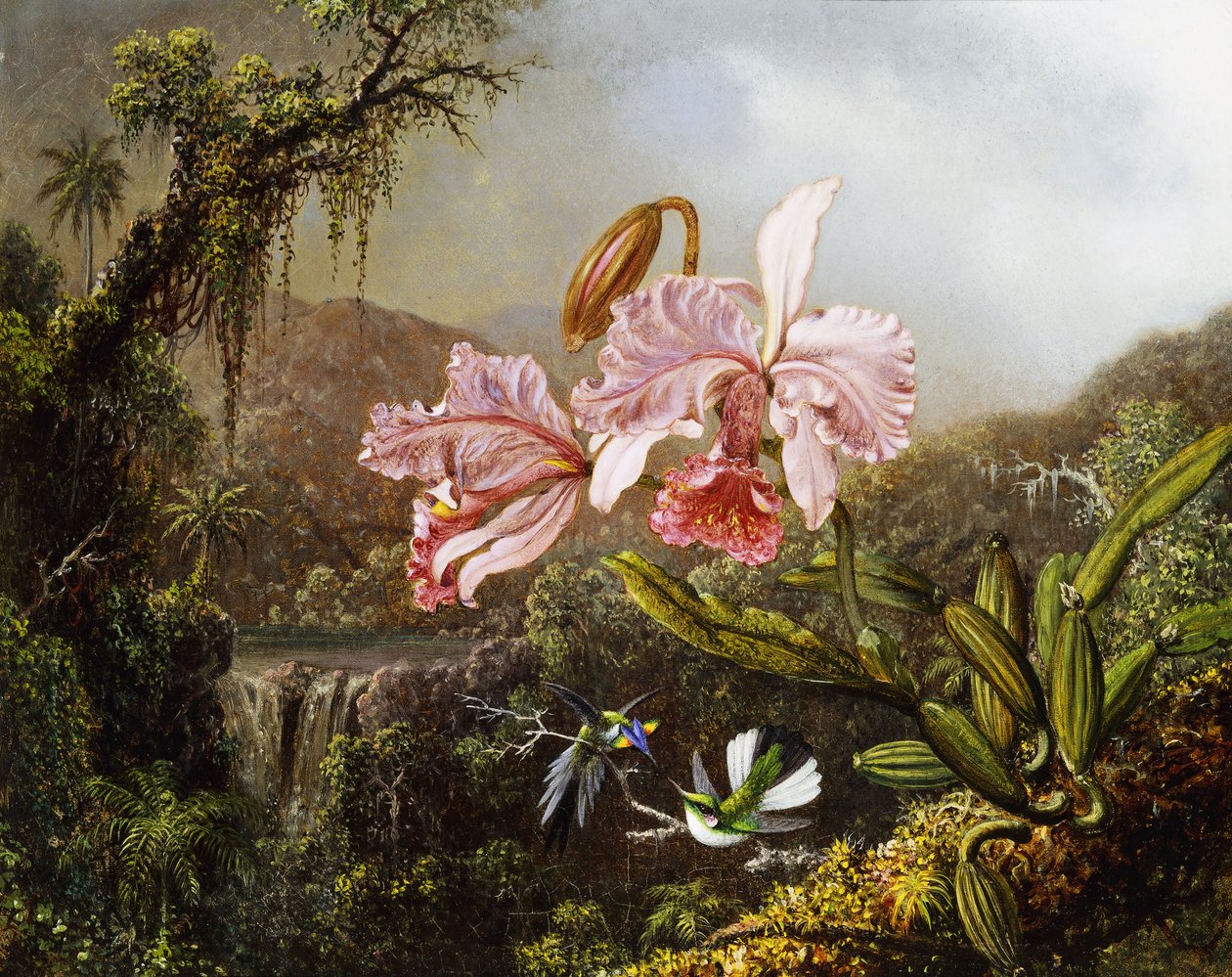 Orkideer og kolibrier i en brasiliansk jungel, ca. 1871-72 av Martin Johnson Heade