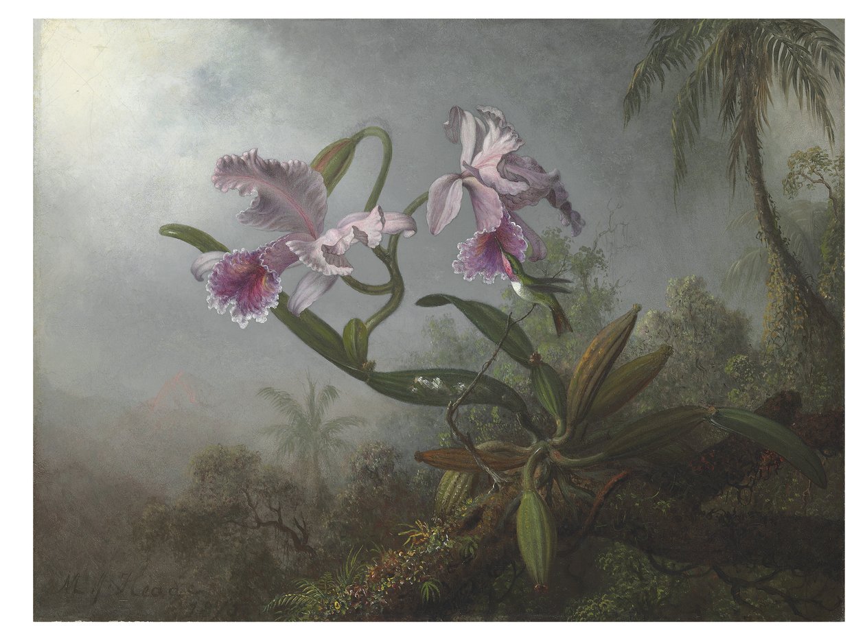 Rosa orkideer og kolibri på en kvist, 1875 av Martin Johnson Heade