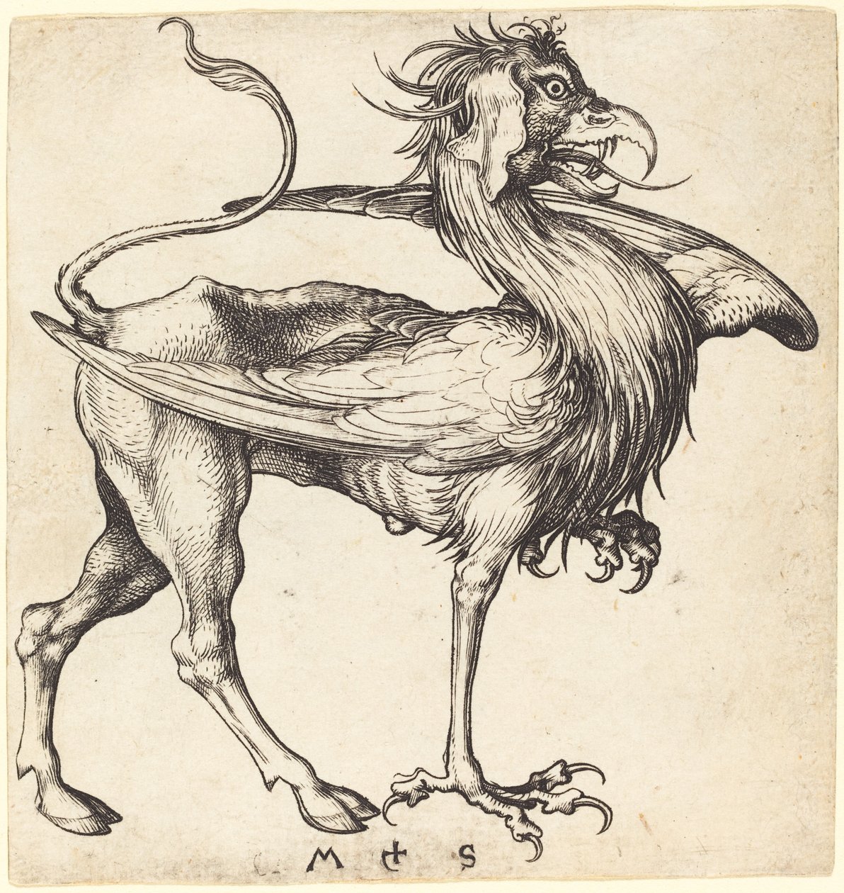 Griffinen av Martin Schongauer