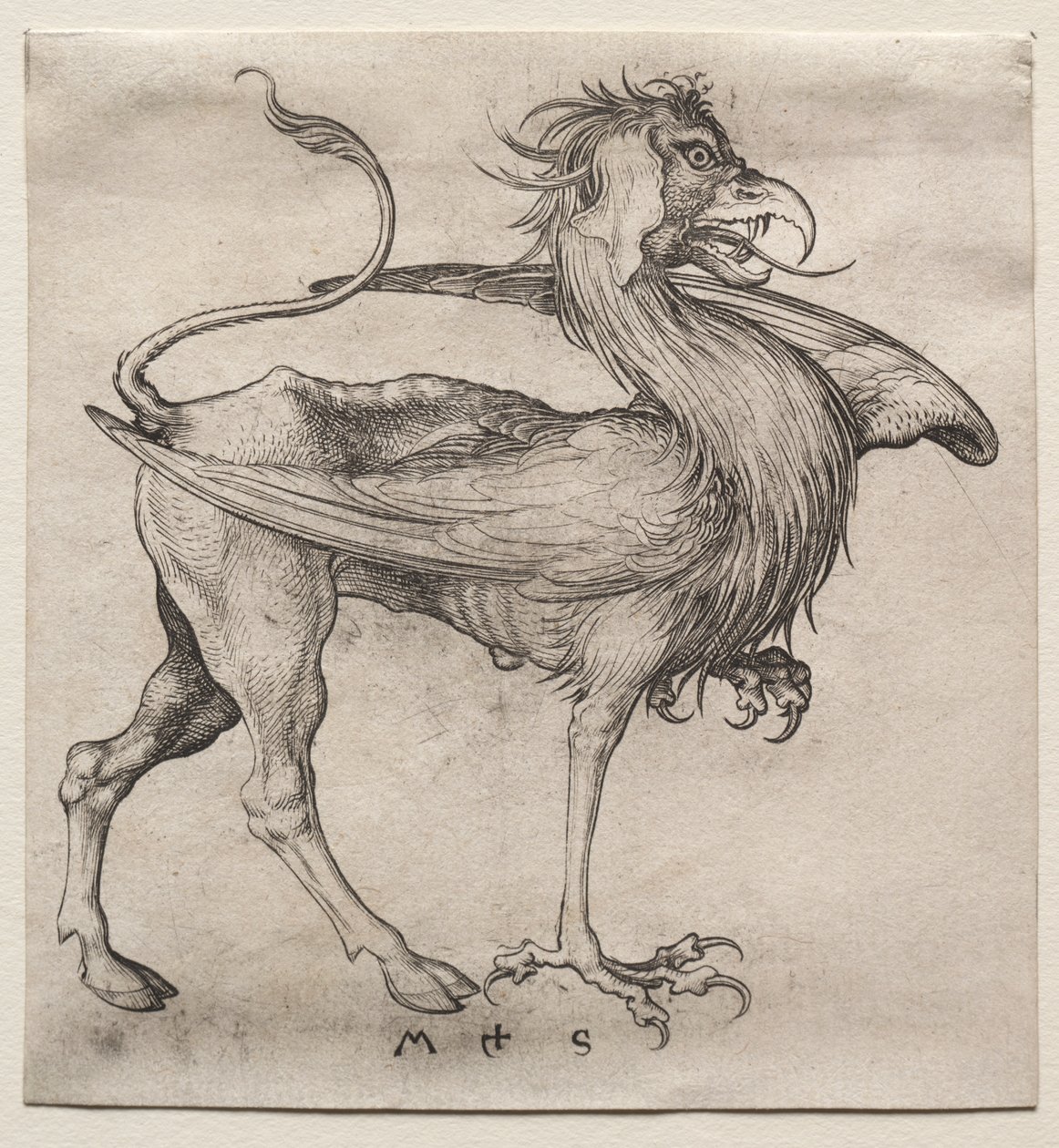 Griffinen av Martin Schongauer