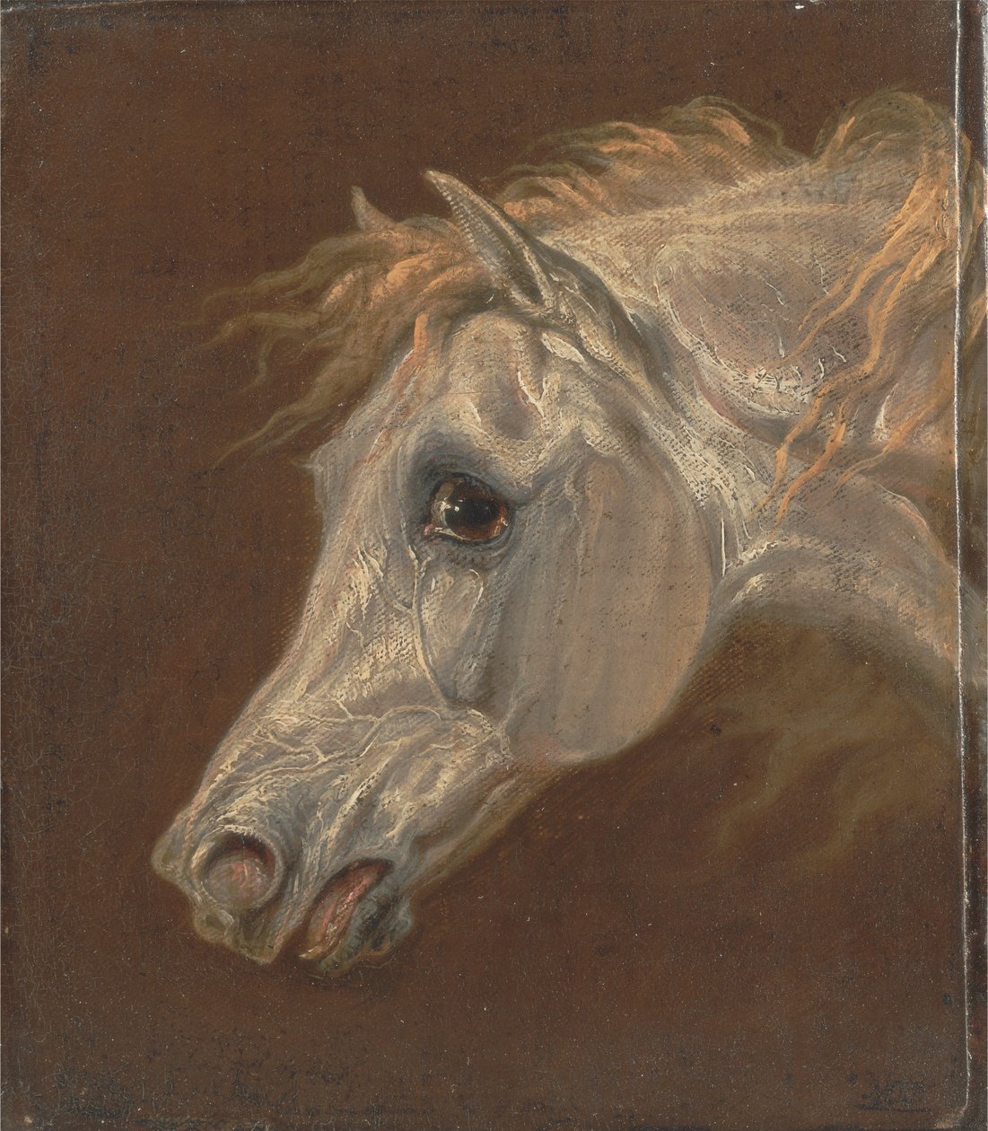 Hodet til en grå arabisk hest av Martin Theodore Ward