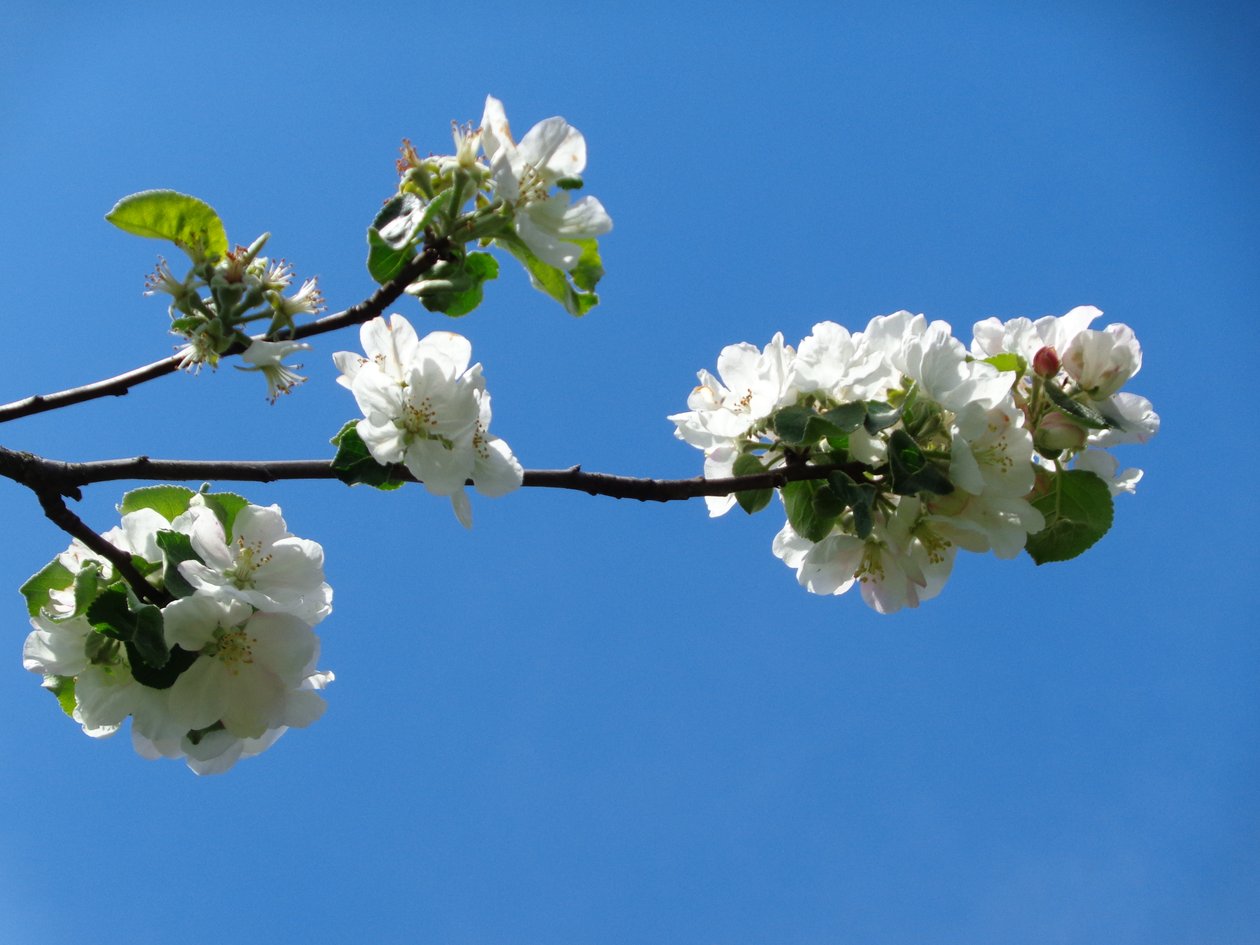 epleblomst av Martina Konitzky