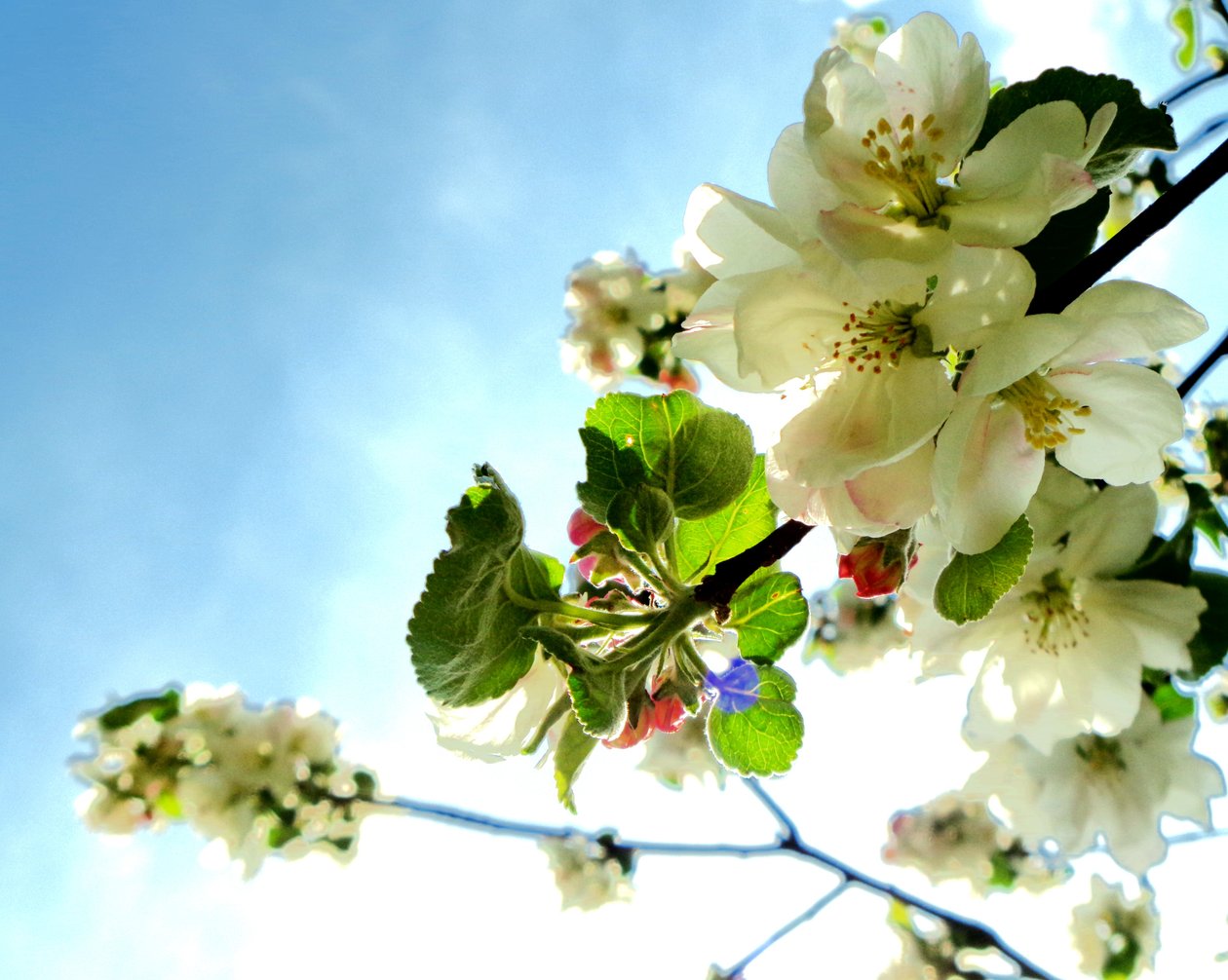 Baumblüten1 av Martina Konitzky