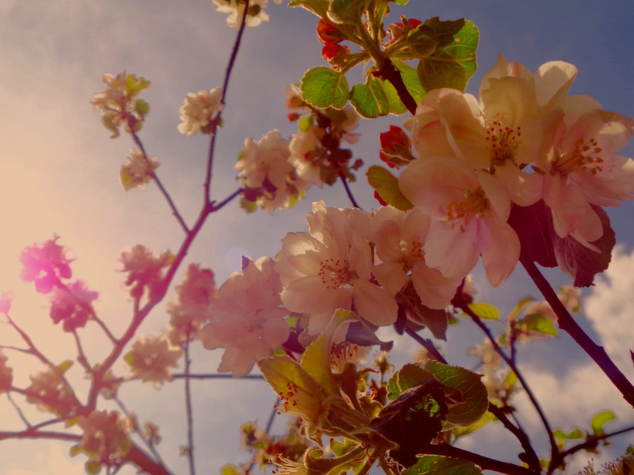 Baumblüten2 av Martina Konitzky