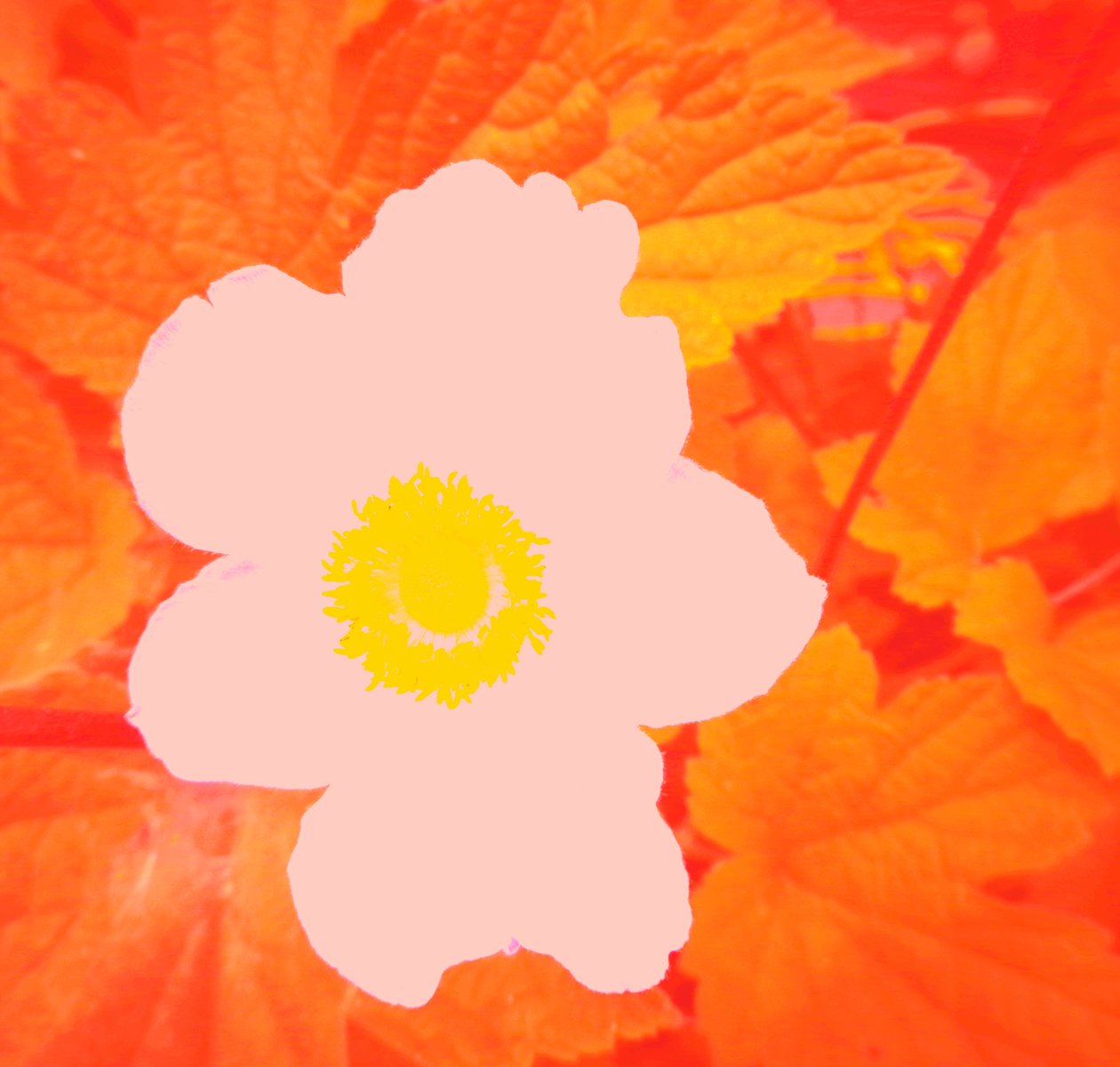 Blume (hyllest til Andy Warhol) av Martina Konitzky